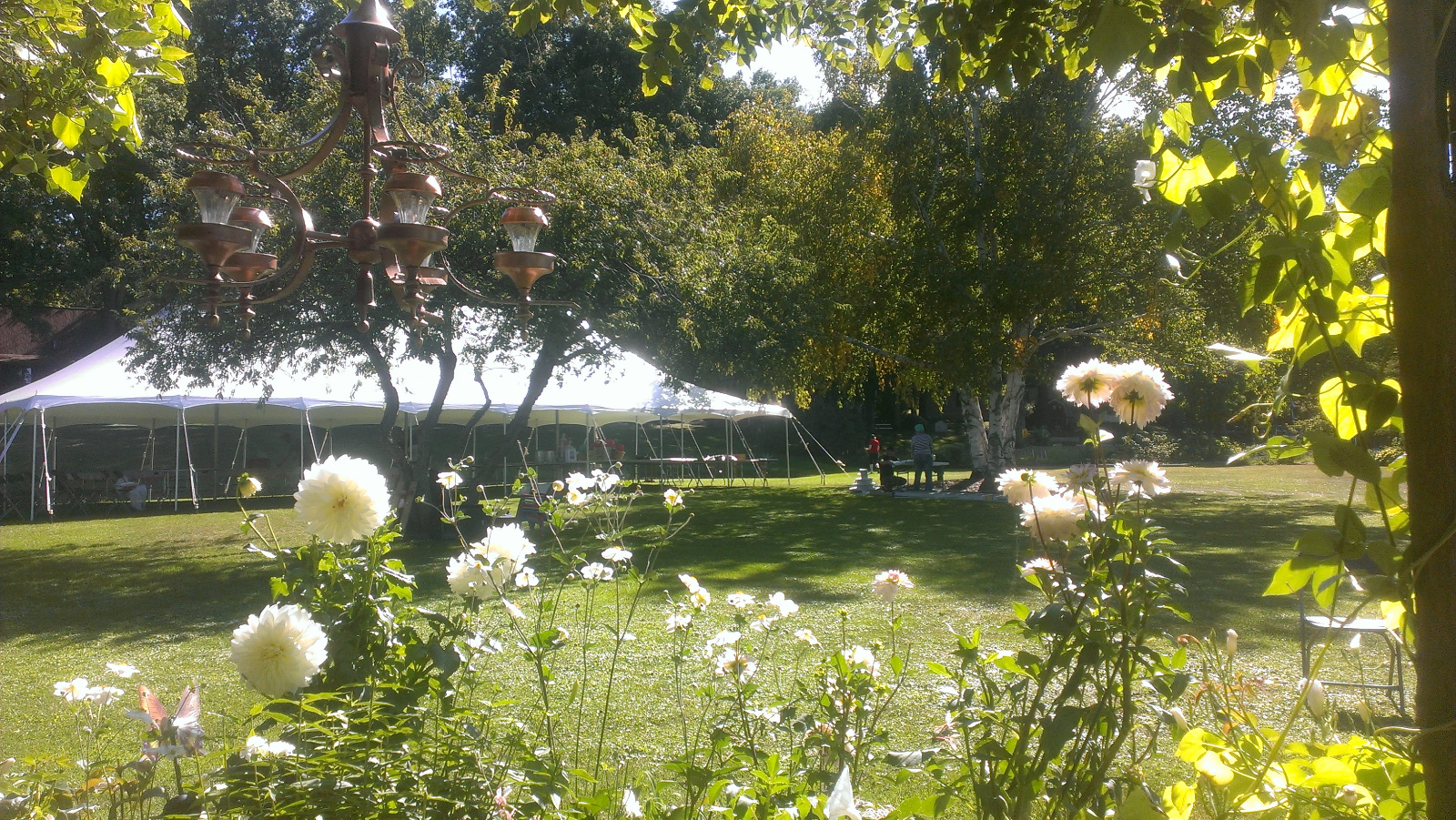 White Anemone and Dahlia from a view under the Flowering Gazebo